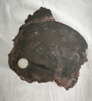 Tronco Fósil de Madera Petrificada 20 cm
