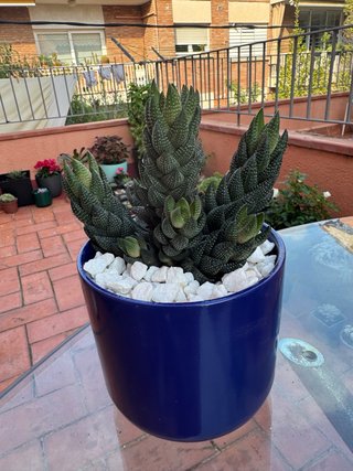 Haworthia en Maceta de Cerámica Azul