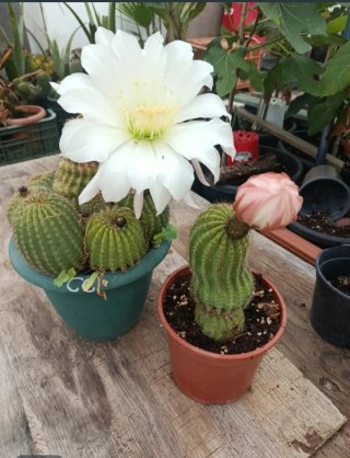 Cactus en maceta
