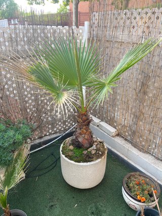 Palmera 130 cm con maceta de piedra