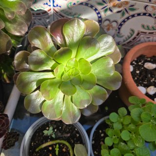 Planta suculenta Aeonium