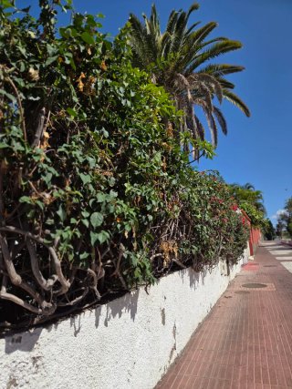Jardinería, Poda de Setos y Limpiezas.