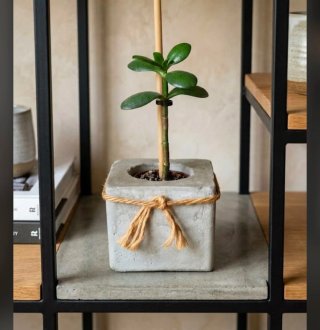 Planta con Macetero de Piedra