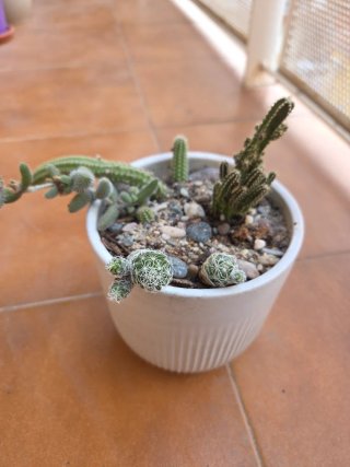 Maceta con Variedad de Cactus