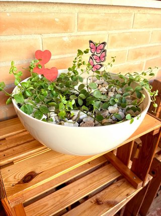 Maceta Cuenco Blanca 29cm con Peperomia