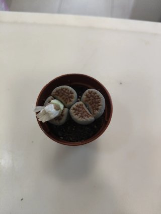 Cactus Piedra Lithops con Flor