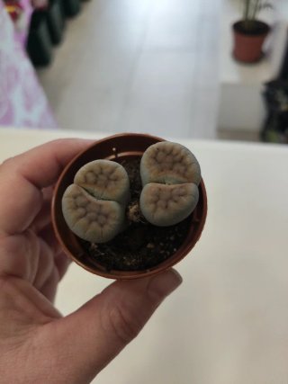Cactus Piedra Lithops