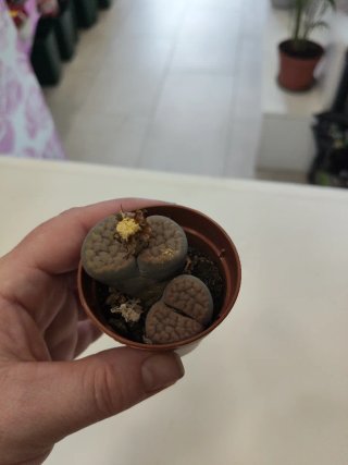 Cactus Piedra Lithops