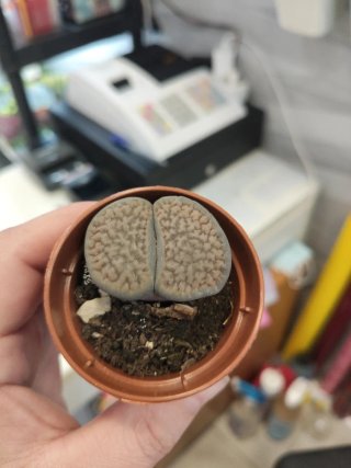 Cactus Piedra Lithops