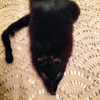 Estola de piel negra