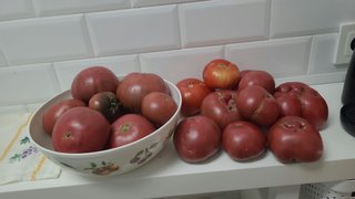 Semillas de Tomates Óptima