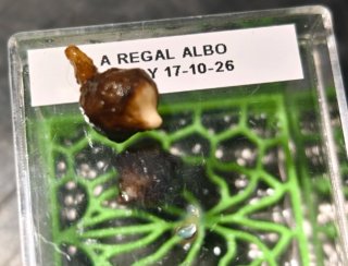 Cormo de Alocasia Regal Shield Albo