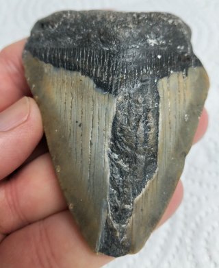 Auténtico. Fosil diente megalodon. ( D ).