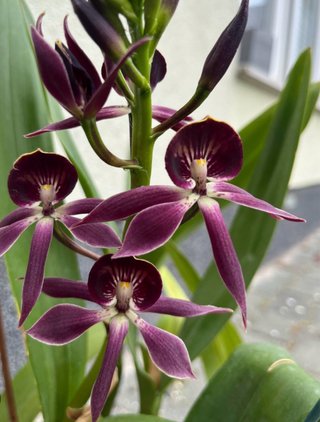 Cattleya Black Comet