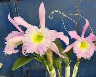 Cattleya Duh’s White Peppa pig