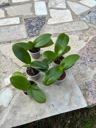 Set de 5 Orquídeas Phalaenopsis Mini