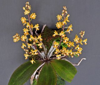 Phalaenopsis chibae