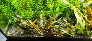 Cryptocoryne Wendtii Brown, planta de acuario