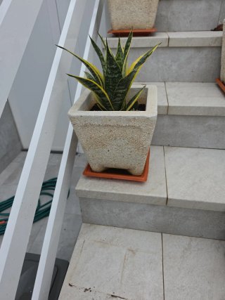 Planta Sansevieria en Maceta de Piedra