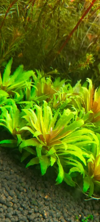 Limnophila Hippuridoides Mini. Planta acuario
