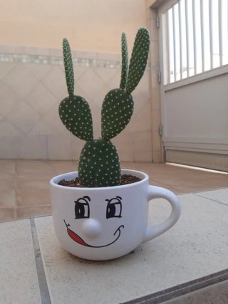 Macetas de Cerámica Cactus. Precios en texto.