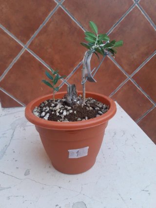 Olivo Num. 1 en maceta de plástico.