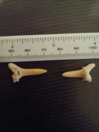 2 Dientes Fosilizados de Tiburón