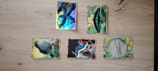 5 Cromos Mundo Animal 2026