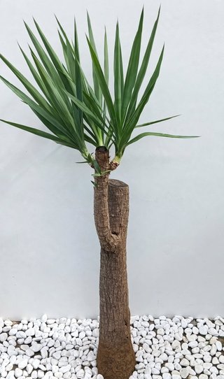 Pianta Yucca Elephantipes