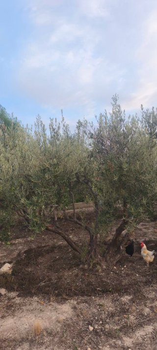 Olivos