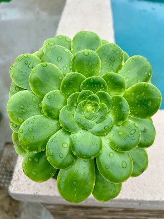 Esquejes de aeonium CANARIENSE