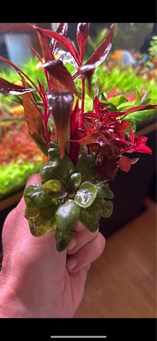 Lote de 8 plantas de acuario