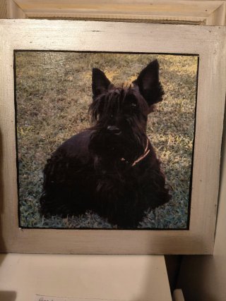 Cuadro de Mascota con Marco Plateado