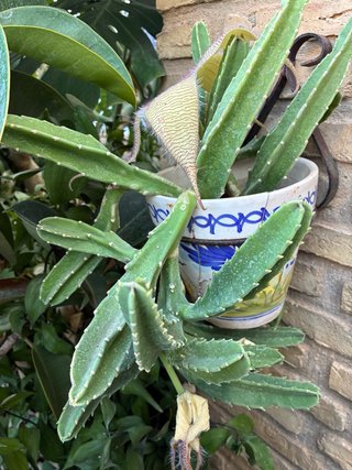 Esqueje  Stapelia