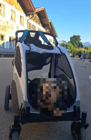Carrito para Perros