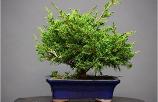 Bonsái Juniperus Itoigawa