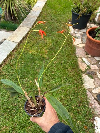 Laelia Sanguiloba en Flor