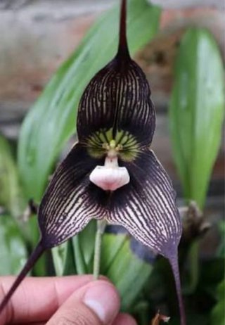 Dracula Vampira