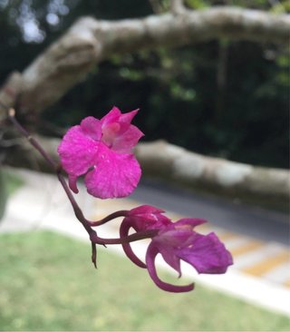 Comparettia falcata floreciendo