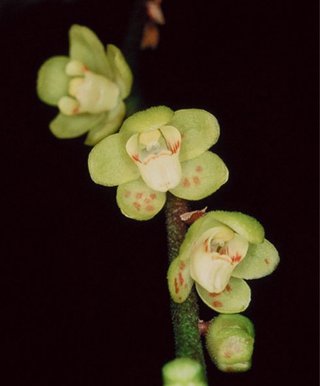 Chiloschista sweelimii