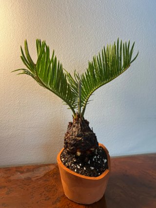 Bonsái de Palmera Cica