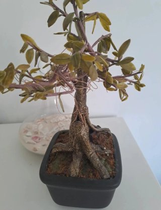 Bonsái Artificial Decorativo