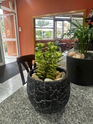 Planta Natural en Maceta con Piedras