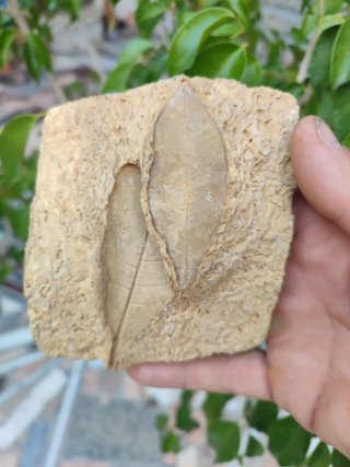 Fósil de hojas en piedra