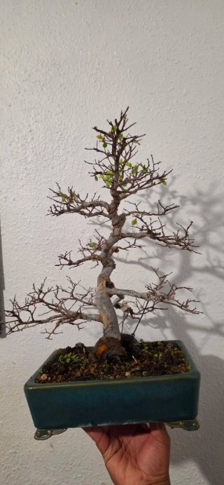 Bonsái Ulmus Parvifolia