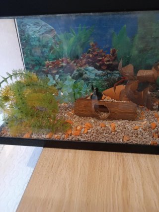 Acuario pequeño con decoración