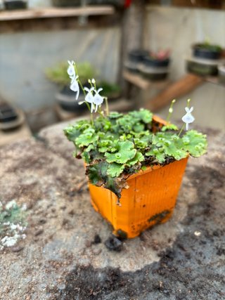 Planta Carnívora Utricularia