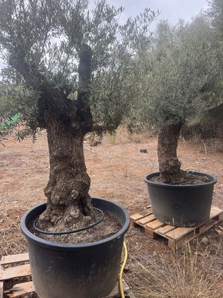 Olivos centenarios