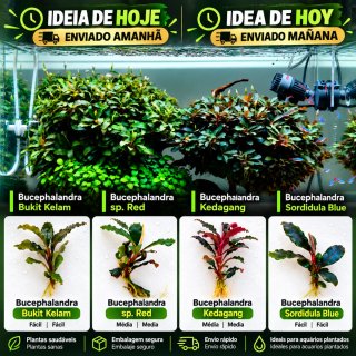 Conjunto de 4 Espécies de Bucephalandras