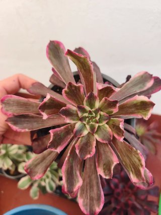 Aeonium éxtasis 12cm